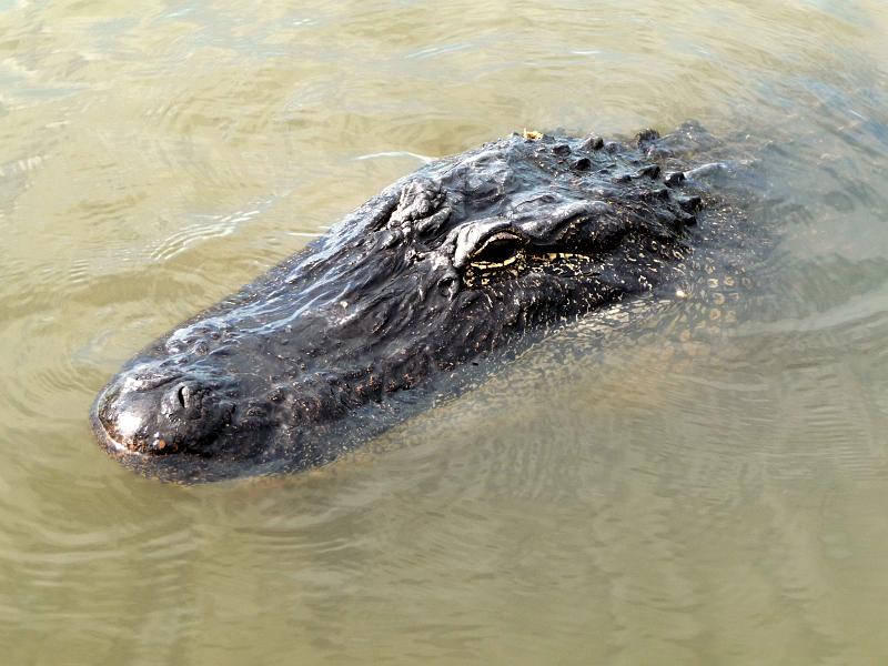 (16) New Orleans Gator.jpg