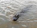 (15) New Orleans Gator