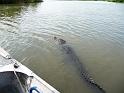 (17) New Orleans Gator