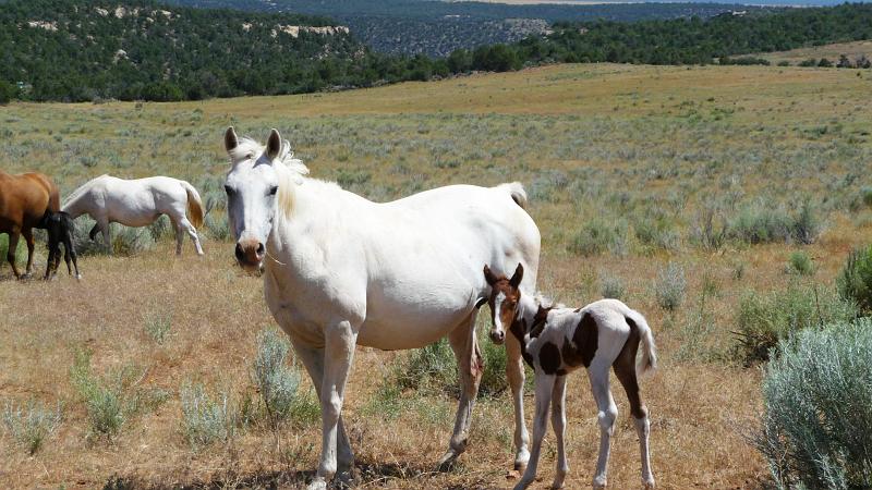 (123) Day-old Foals at the Ranch.jpg
