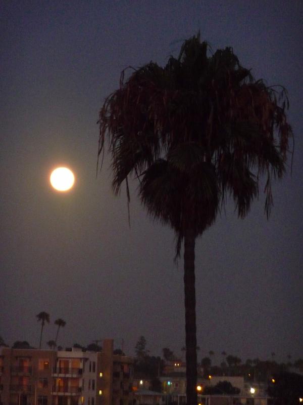 (14) Moonlit Palm Tree.jpg