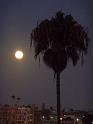 (14) Moonlit Palm Tree