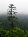 (2005-07-11) Grand Park, Mt. Rainier